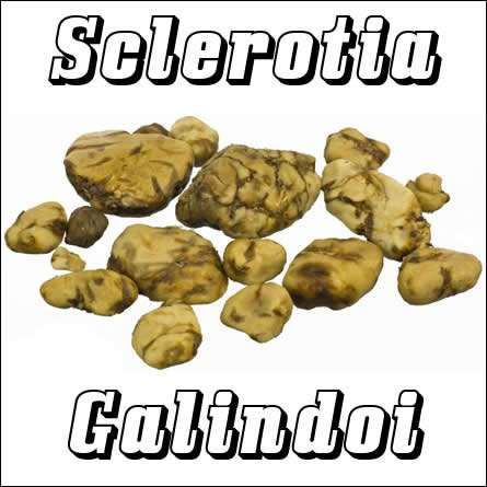 Sclerotia Galindoi (15 gram)