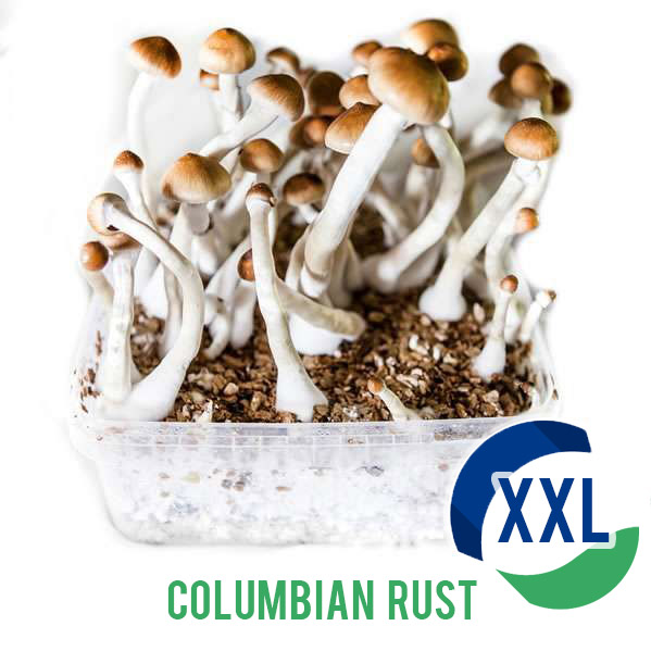 Columbian Rust XL Mycelium box (2100 ML)
