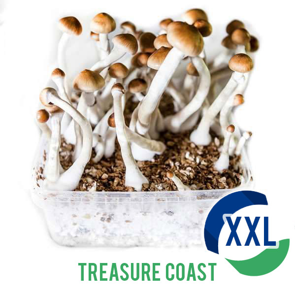 Treasure Coast XL Mycelium box (2100 ML)