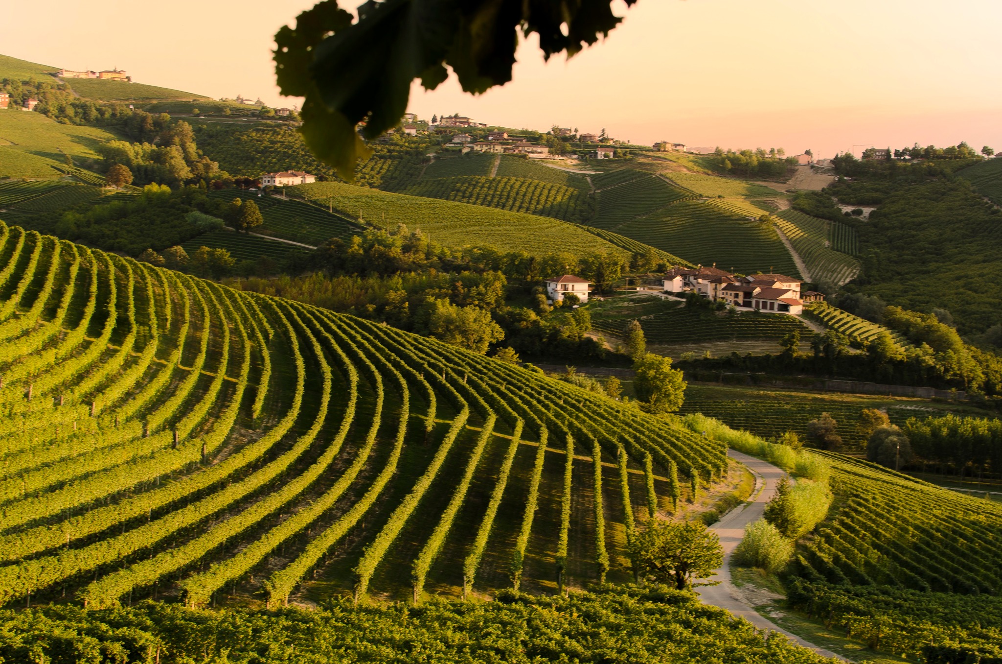 Wijnbusiness Piemonte in herstructurering! 