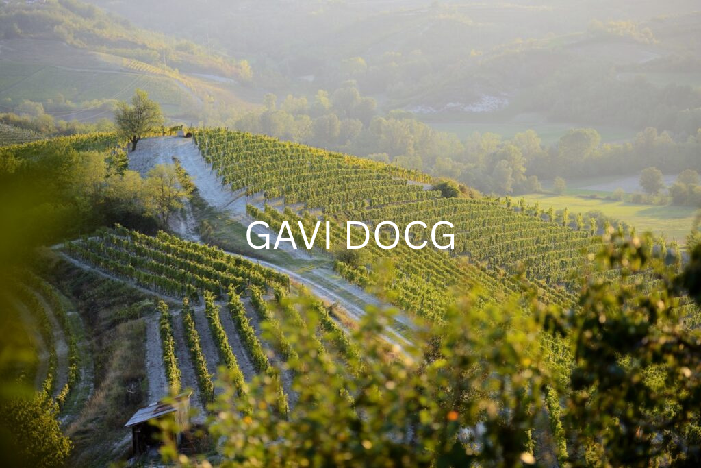 GAVI DOCG: uniek terroir met 1600 hectare, 14.000.000 flessen, 70.000.000 euro omzet! 
