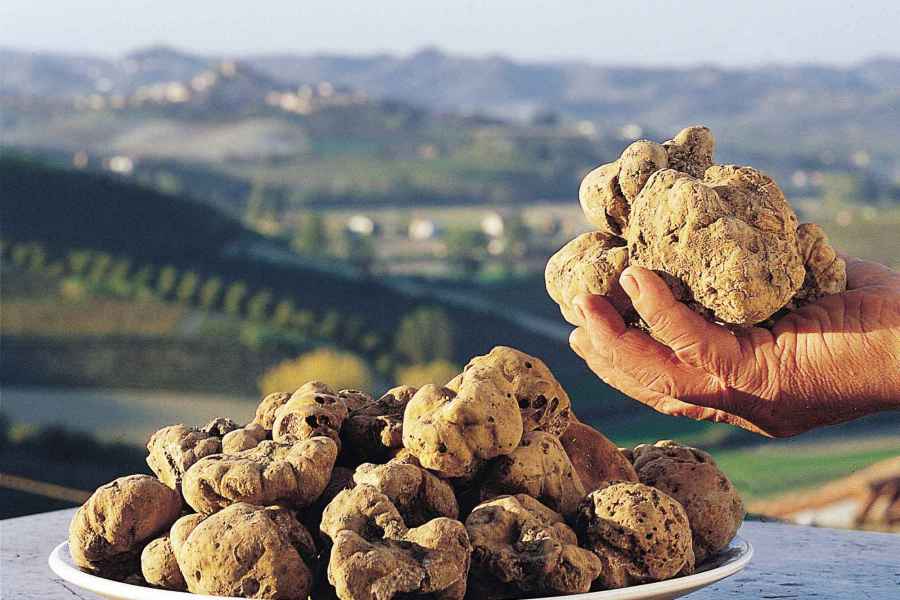 Truffel en Wijn in Alba en omgeving, de beste lokale truffel restaurants