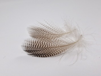 Mallard Flank Feathers Natural