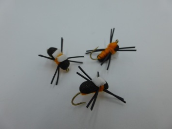 Size 12 Bank Beetle Terrestrial Orange