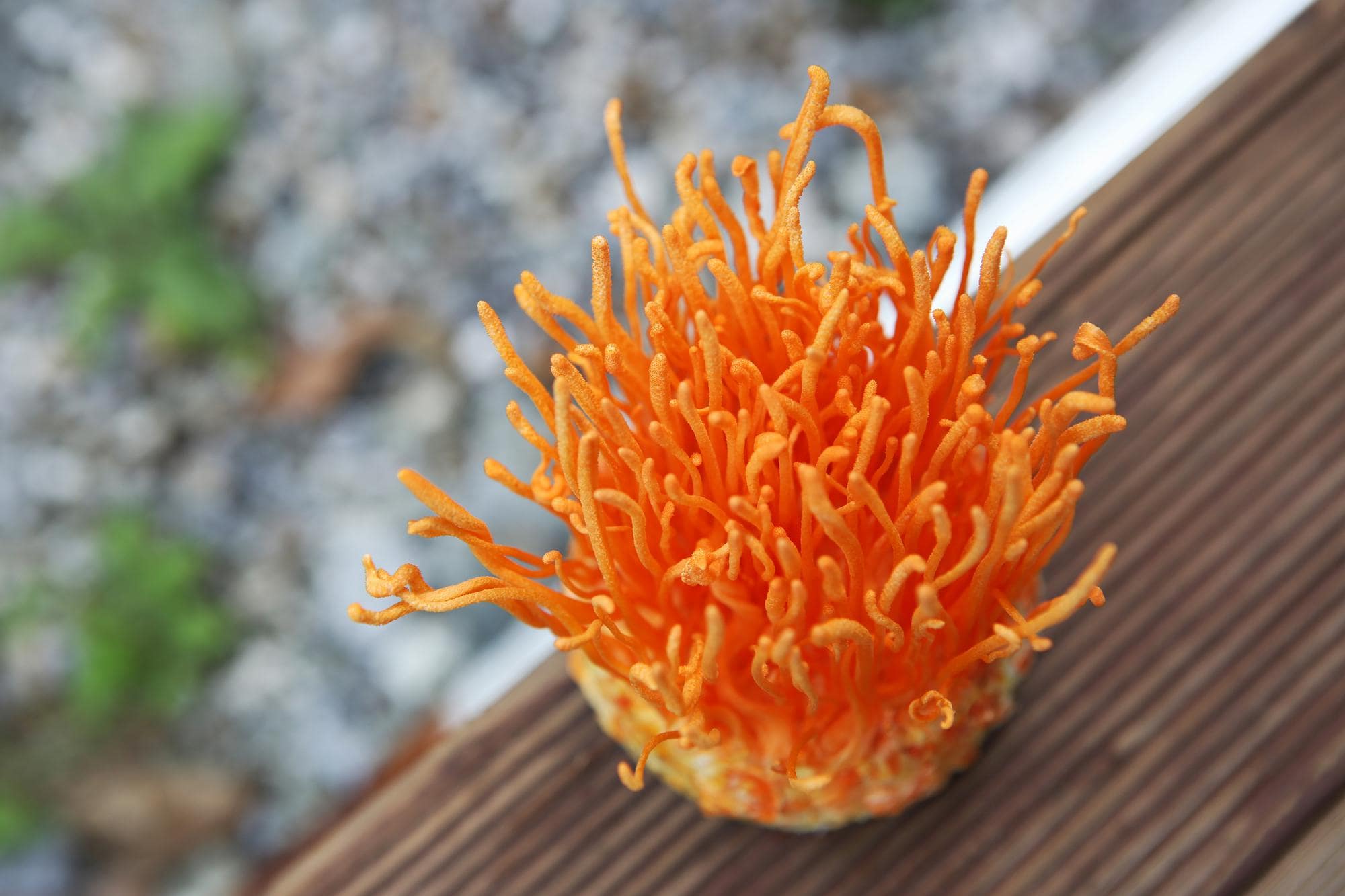 Royal Fungi: maak kennis met 5 bijzondere medicinale paddenstoelen