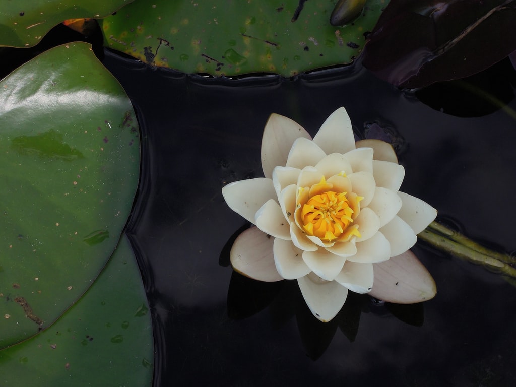 De bijzondere symboliek en effecten van Witte Lotus