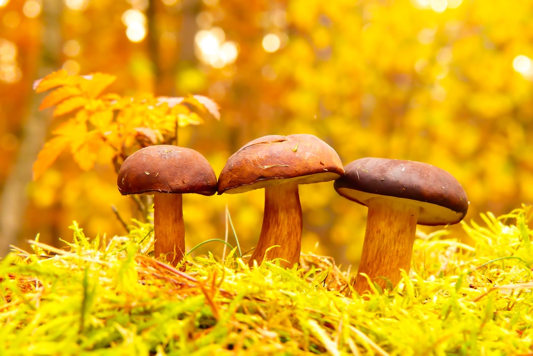 psilocybine paddenstoelen waarom