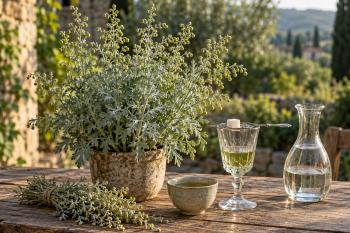 Alsem: herkennen, kweken, thee zetten en zelf absint maken