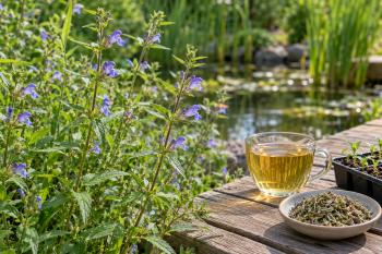 Glidkruid (skullcap): soorten herkennen, kweken en thee zetten