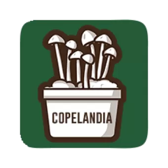 Copelandia Hawaiian kweekset