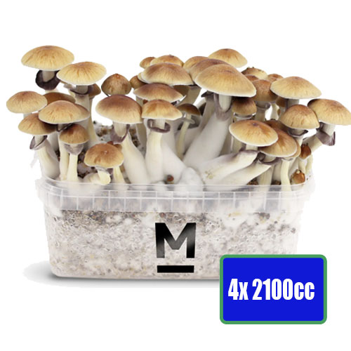 4x XXL paddenstoel kweeksets