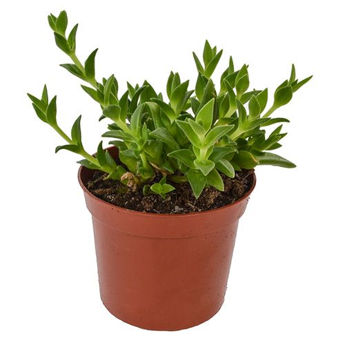 Kanna plant - pot 8.5 cm | sceletium Tortuosum