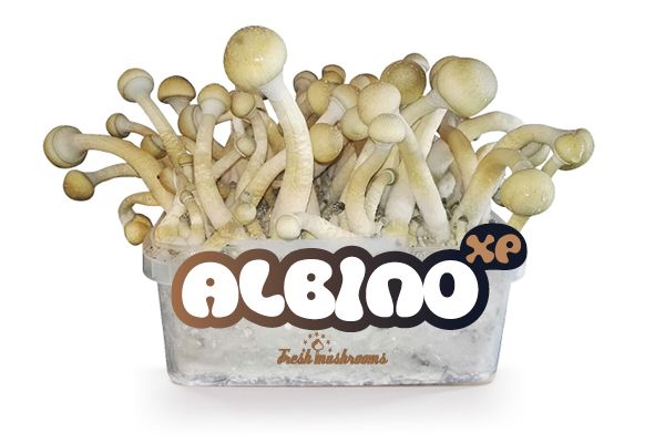 Albino 100% mycelium - Paddo kweekset