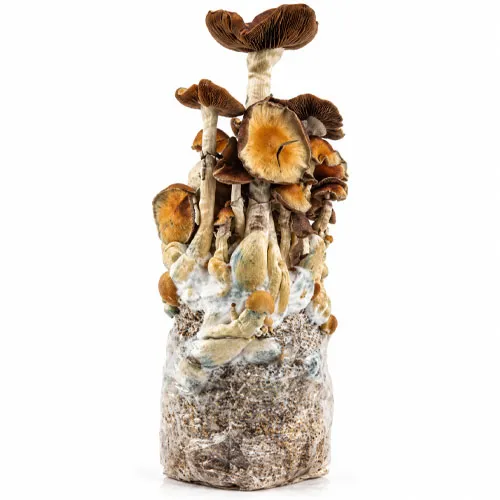 B+ grow bag, Psilocybe cubensis