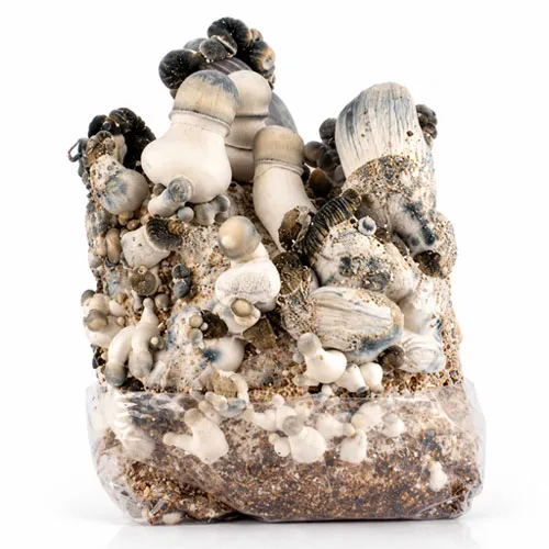 Blue Ghost grow bag, Psilocybe cubensis