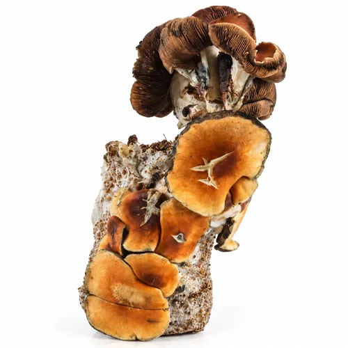 Blue Magnolia grow bag, Psilocybe cubensis