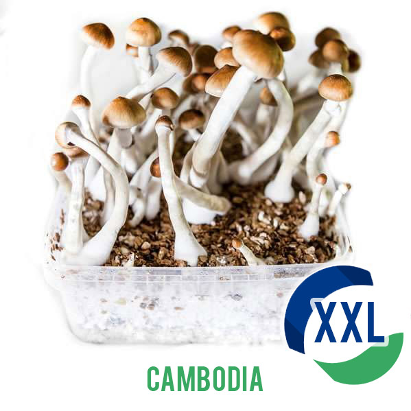 Cambodian XL - 2100cc Paddo Kweekset