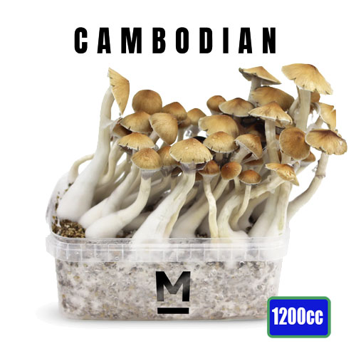 Ready to grow paddo cambodian gold f1