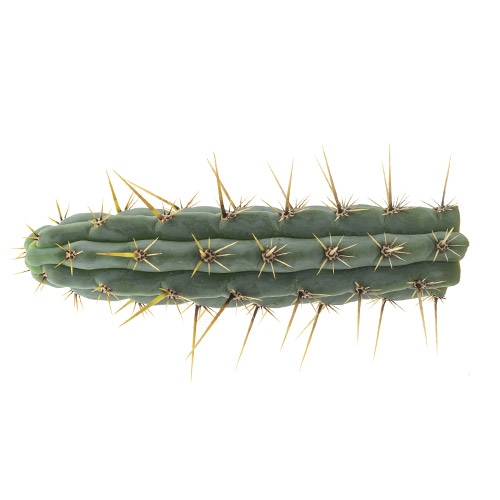 Cuzco - Echinopsis cuzcoensis