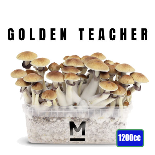 Golden teacher - 1200cc paddo kweekset