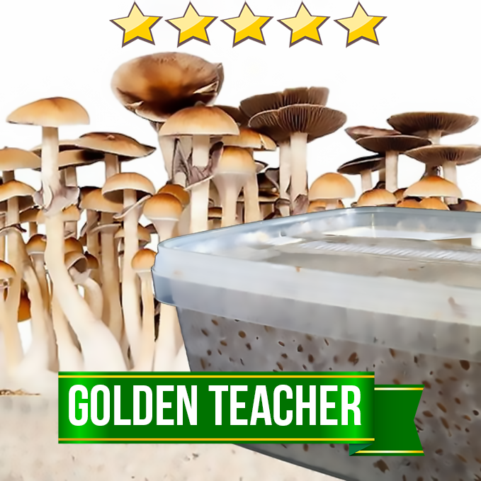 Golden teacher - 1200cc paddo kweekset