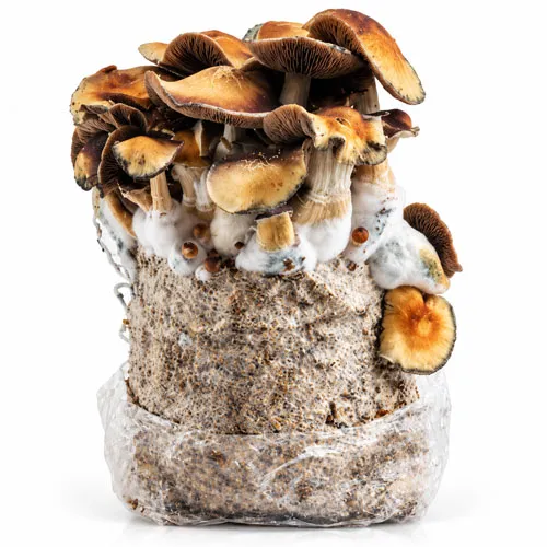 Hillbilly Pumpkin grow bag, Psilocybe cubensis