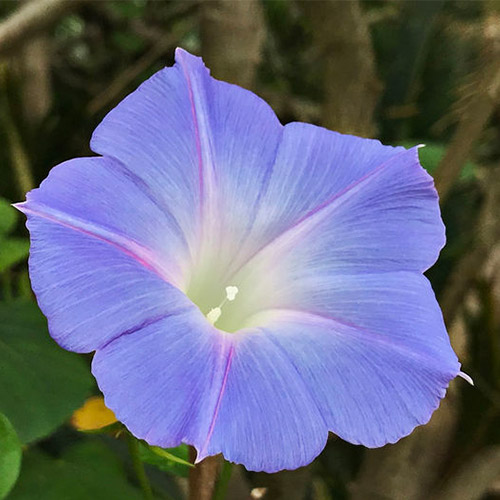 Morning Glory - Diverse opties - Ipomoea purpurea