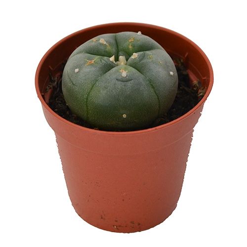 Peyote cactus 3 - 4 cm | Lophophora Williamsii