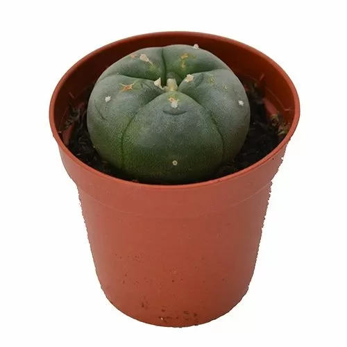 Peyote cactus
