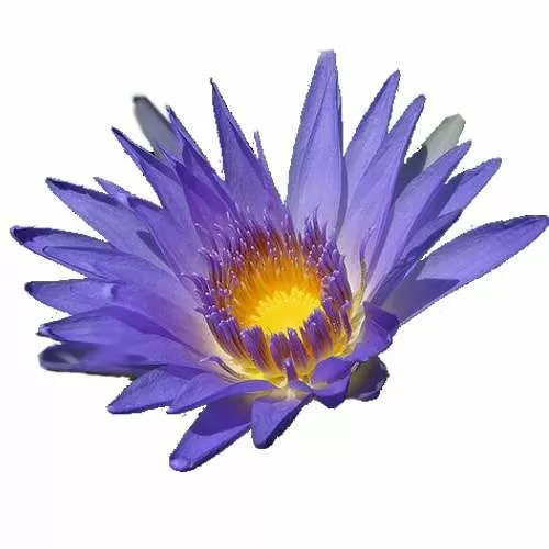 Zeeziekte op gang brengen Sinis Blauwe Lotus zaadjes (Nymphaea Lily) 50 zaden