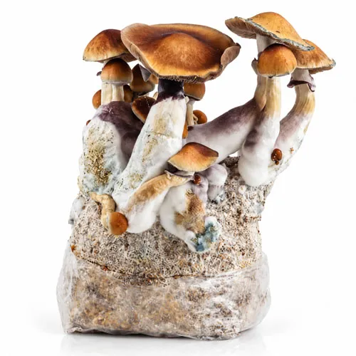 PES Amazonian grow bag, Psilocybe cubensis