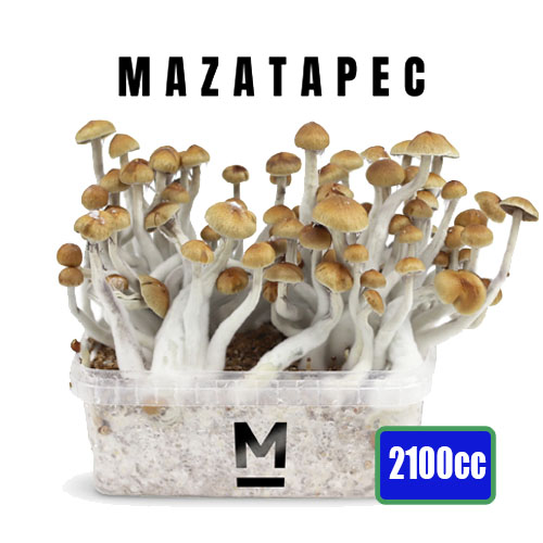 Mazatapec - 1200cc paddo kweekset