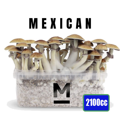 Mexican XXL - 2100cc paddo kweekset