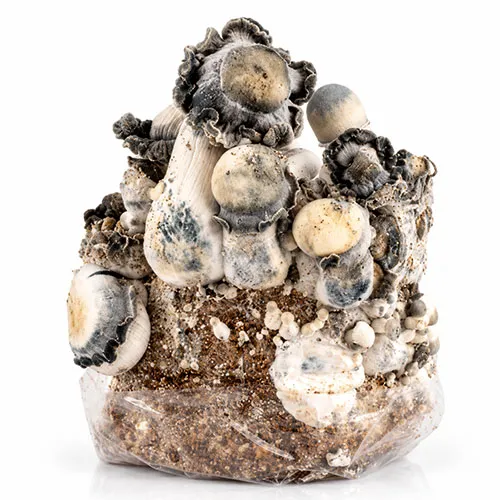 Yeti grow bag, Psilocybe cubensis