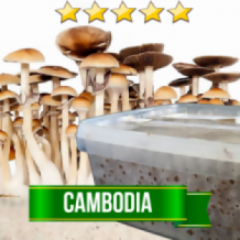 Ready to grow paddo cambodian gold f1