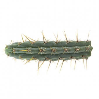 Cuzco - Echinopsis cuzcoensis