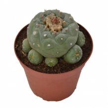 images/productimages/small/decipiens-groot-lophophora.jpg