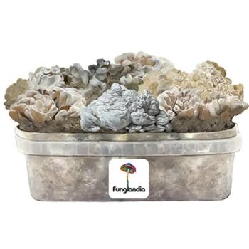 images/productimages/small/enigma-magic-mushroom-growkit-3.jpg