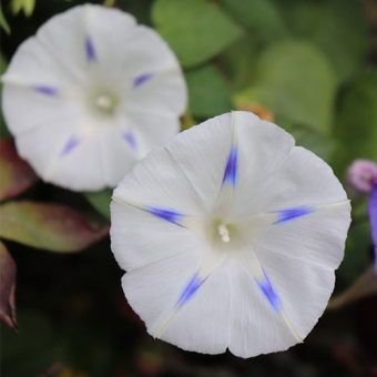 images/productimages/small/ipomoea-purpurea-blue-star.jpg