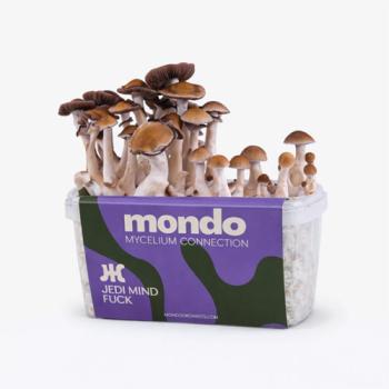 Jedi Mind Fuck 1200cc paddo kweekset van Mondo, doos met het M-logo