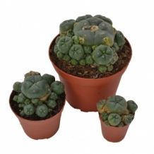 images/productimages/small/lophophora-williamsii-cluster.jpg