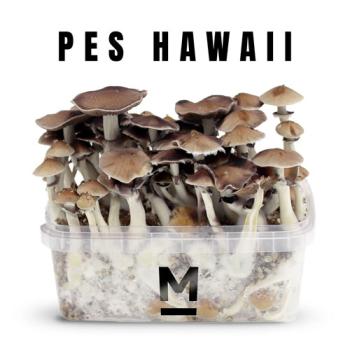 images/productimages/small/pes-hawaii-mushroom-growkit.jpg