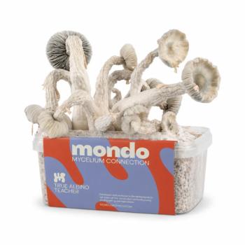 True Albino Teacher 1200cc paddo kweekset van Mondo, doos met het M-logo