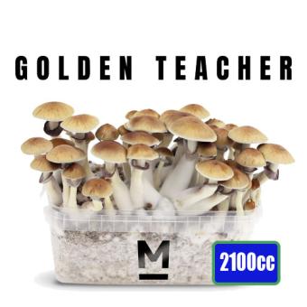 images/productimages/small/xl-golden-teacher-gt-magic-mushroom-growkit-1200cc-medium.jpg