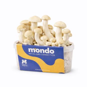 Yeti 1200cc paddo kweekset van Mondo, doos met het M-logo