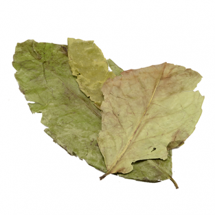 Guayusa Ilex 25g - Bladeren