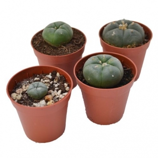 Peyote cactus 4 - 5 cm | lophophora Williamsii