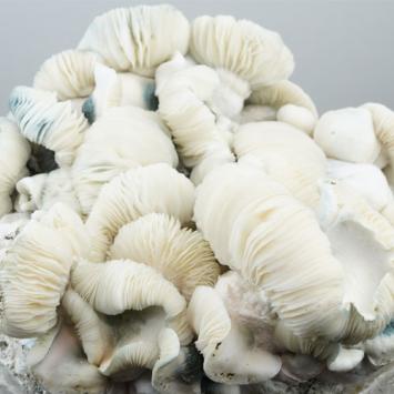 Albino Penis Envy 6 Growkit – Royale Flush