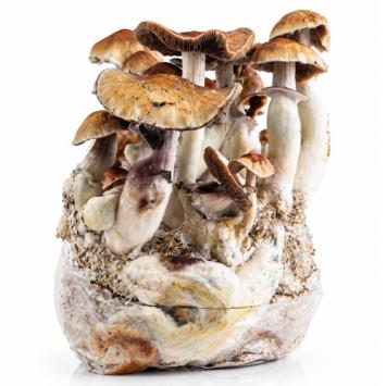 Golden Teacher grow bag 1300g