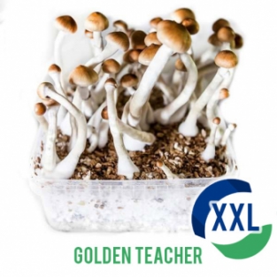 Golden Teacher XL- 2100cc Paddo kweekset